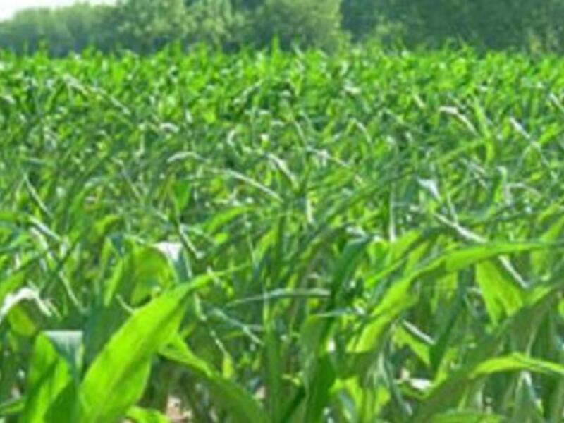 Agriculture