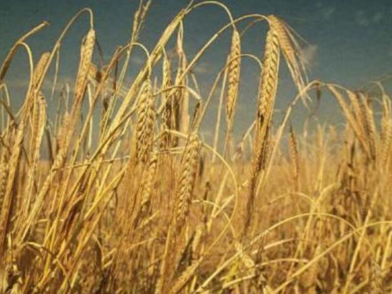 Barley 