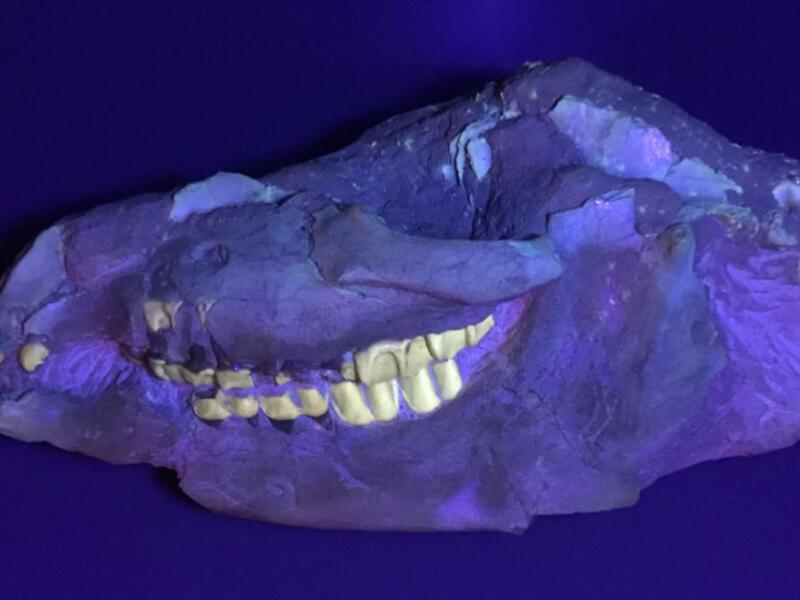 Teeth of a mastodon (Twitter)
