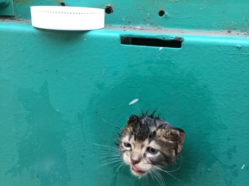 Kitten head stuck in a generator (Twitter)
