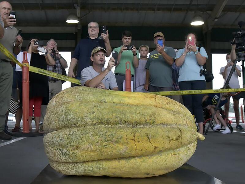 World-record cantaloupe (Twitter)