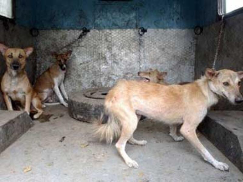 The boy was reportedly picnicking at the Faisal Corniche when the wild dog appeared. (AFP/File Photo)	