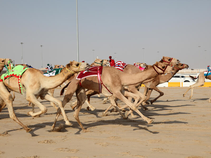 The Al Marmoum Heritage Festival is the region's largest camel festival. (Shutterstock)