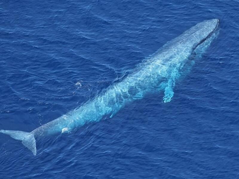 blue whale was noticed in the Read Sea near Egypt Shores. (AFP/ File Photo)