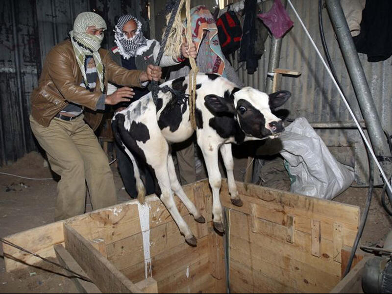 smuggling a cow into gaza