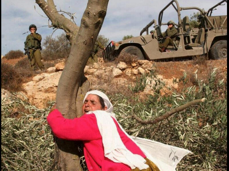 old palestinian woman clings to olive tree