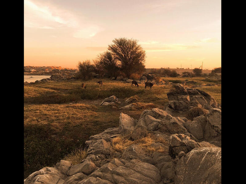 @Mustafasharara
