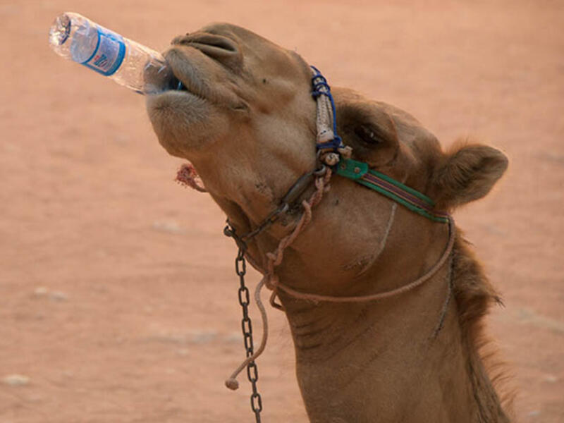 Start with the obvious - drink plenty of water. Tap water quality varies across the Middle East. It’s generally okay to gulp Gulf states’ brew (produced via pricey desalination), but more of a coin toss in less developed nations and rural villages. So stick to the bottles, and keep ‘em coming!
