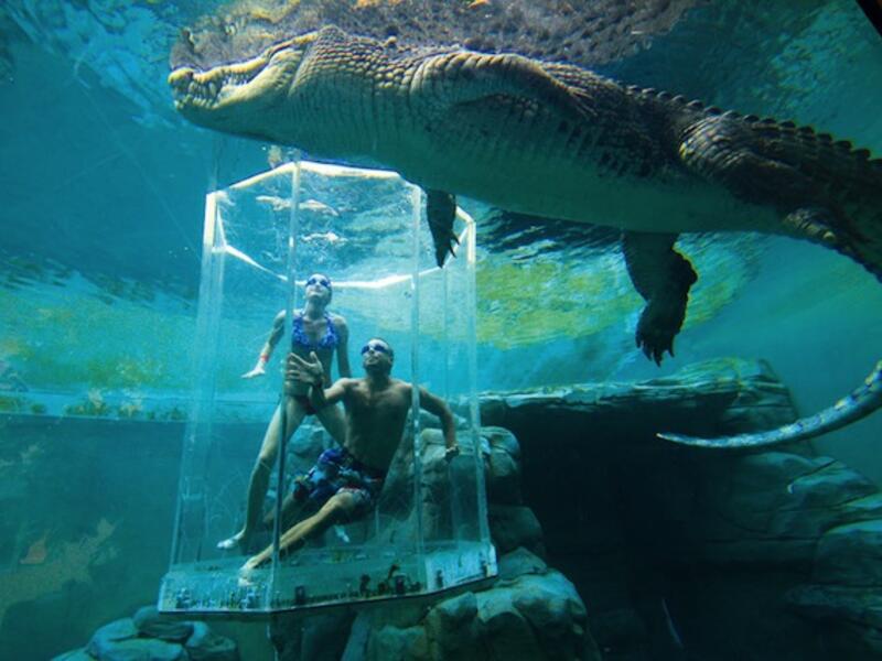 Dive With A 5+ Metre Crocodile Inside A Plastic Cage: there are some individuals who just love to get close to things that are dangerous to them. It doesn’t get much more dangerous than the Saltwater Crocodile. (overseasattractions.com)