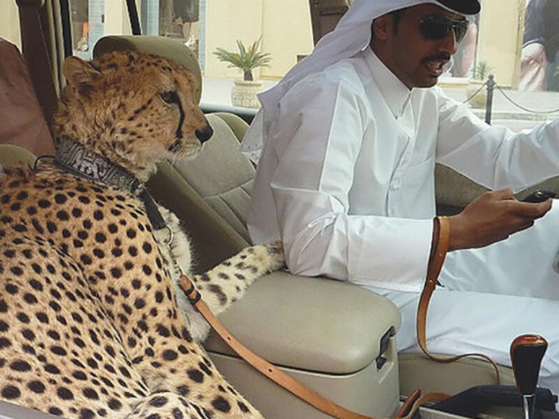 Texting and Pets at Front Passenger’s Seat While Driving (flashydubai)