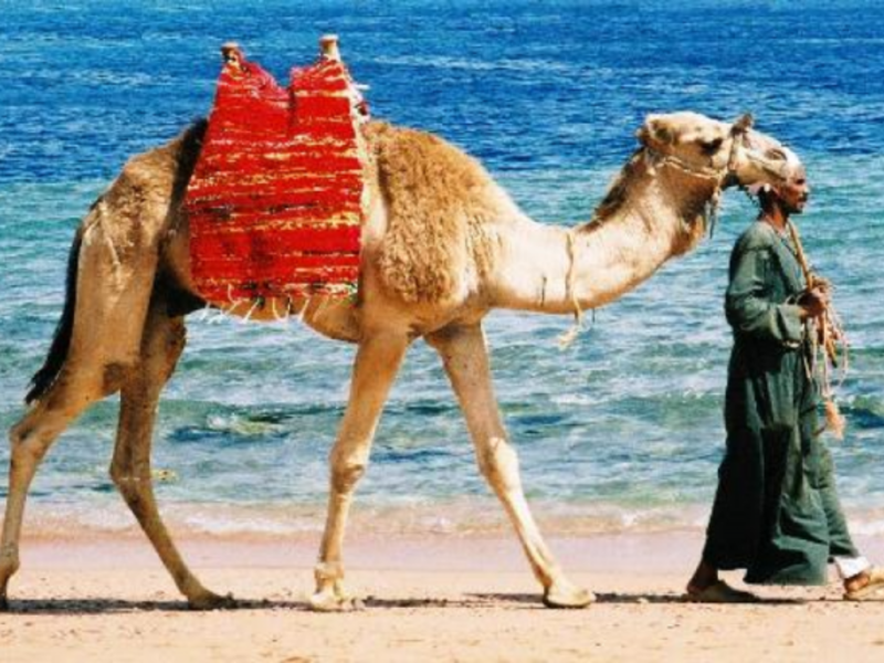 As easy as leading a camel to water...