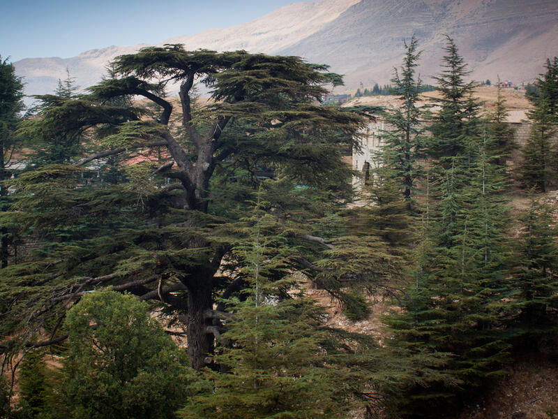 More than 600,000 trees have been planted over the last six years, with a 70-90 percent survival rate. (Shutterstock)