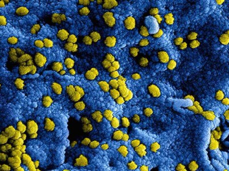 t has been six years this month since the first outbreak of Middle East respiratory syndrome (MERS) was reported in Saudi (Twitter)