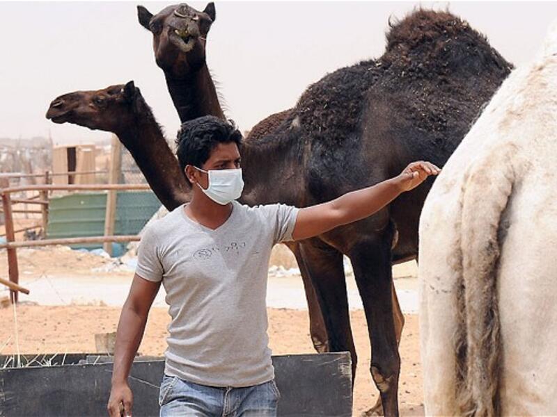 A man wears a face mask while tending to his camels to avoid exposure to MERS. (AFP/File)