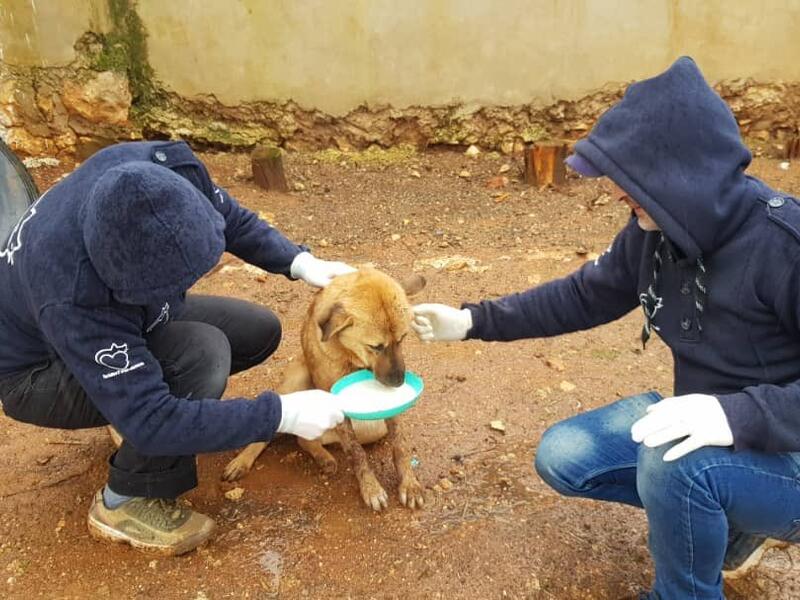 Mohammed Alaa al-Jaleel has created a shelter for all lost animals. (Twitter/@theAleppoCatman)