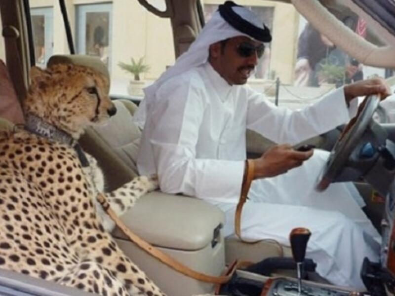 Two things which are not safe or legal: texting and cruising with a cheetah. (Courtesy photo)
