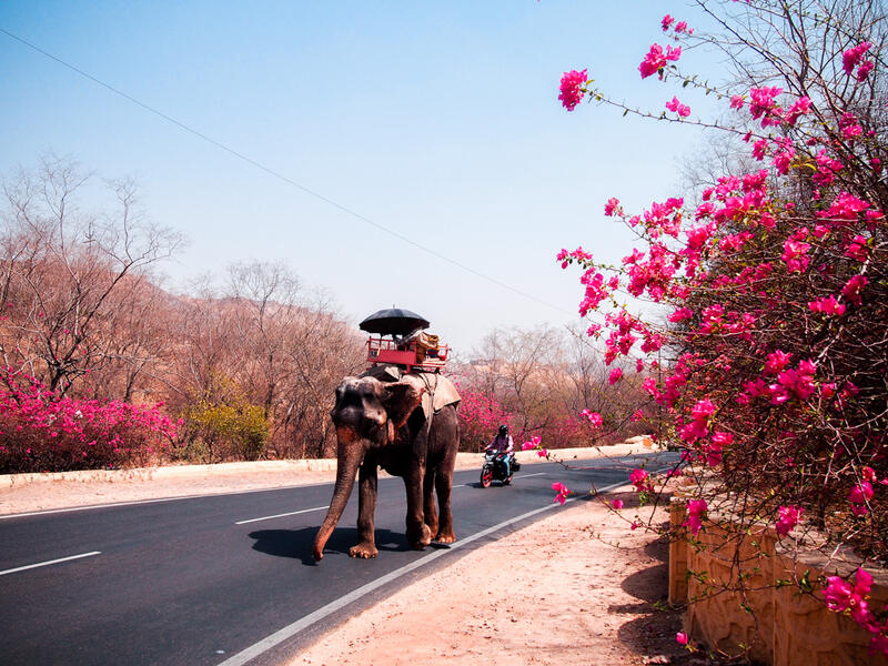 Way to Pink City (meetyouatthebridge.n)