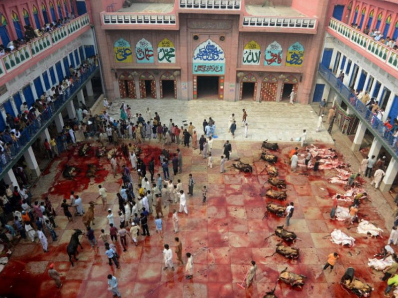 Pakistani butchers slaughter bulls after Eid al Adha prayer (Arif Ali / AFP)