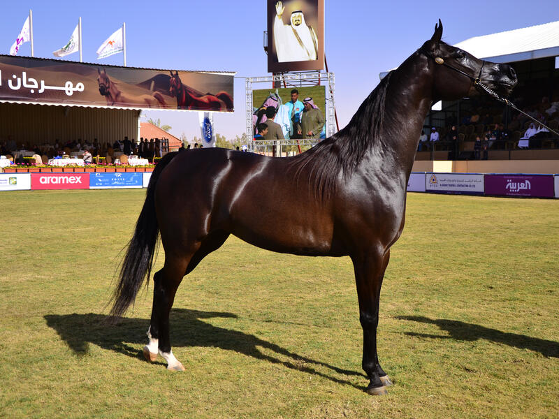 Arabian horse