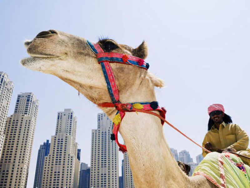camel dubai