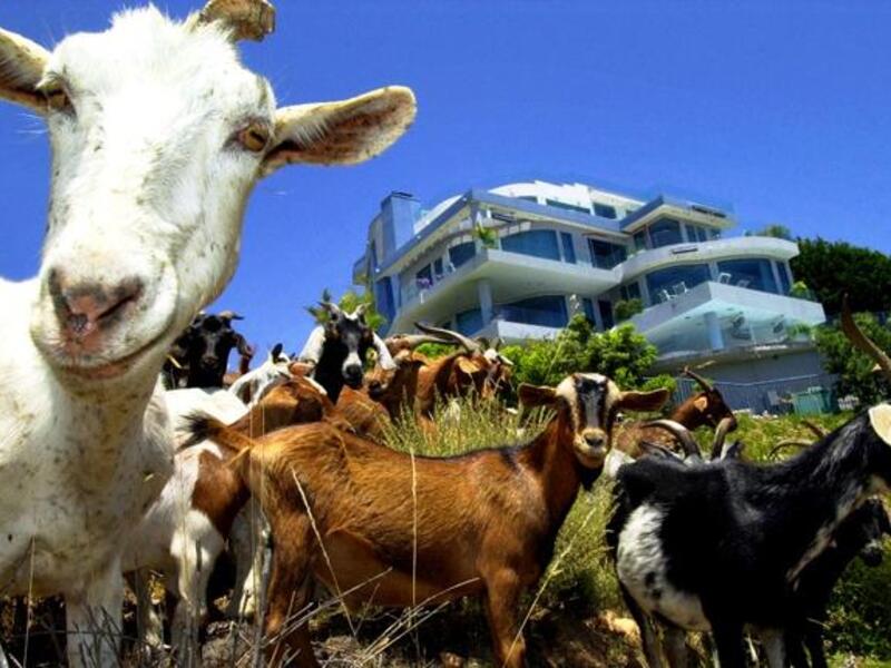 Egyptian Mohamad Zughby has ordained that Muslims can eat the meat of 'jinn'—Muslim spirits -- since they supposedly can take on other earthly creature forms. Jinn, this Sheikh reminds us, can reconfigure themselves to adopt the likeness of camels, sheep, goats, cattle. Familiar food types!