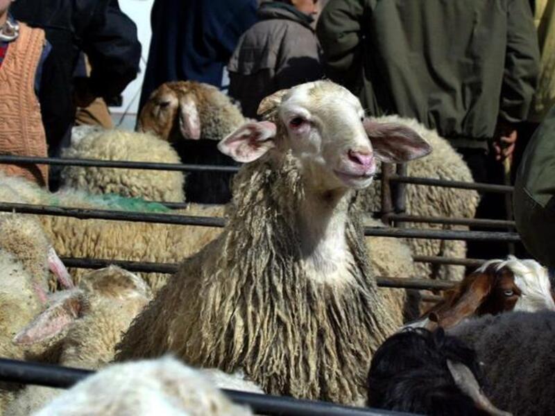 A symbolic sacrifice called a Qurbani should be made at this point. If the pilgrim intends to sacrifice an animal, 
whereby usually a lamb or sheep is slaughtered and the meat distributed among the poor, they do so after casting stones
when they have technically all but fulfilled their hajj requirements.