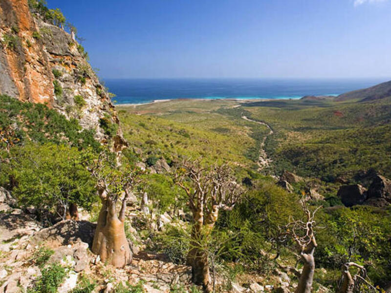 Socotra Island Yemen