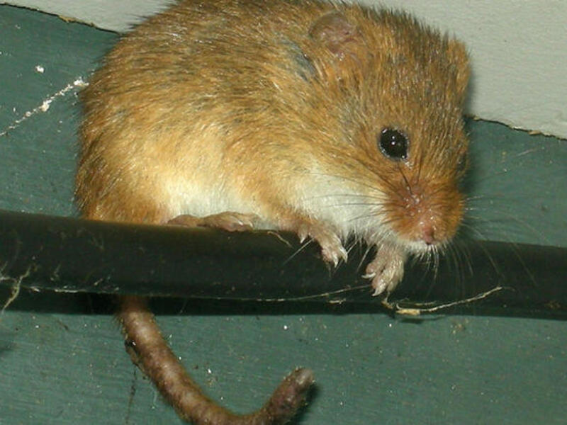 Name-calling to his people: Rats,cockroaches! Protestors are “drug-fuelled mice”. Earlier he said he was one of the people. Libya does not have a President or King. Libya is a state of the masses.(Those same cockroaches or drug-fuelled mice- Lab-rats? -ed.)