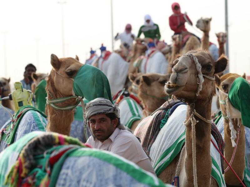 لقطة لمجموعة من الجمال قبل سباق للهجن ضمن مهرجان المرموم للتراث في دبي.