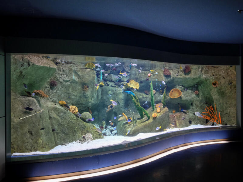 Istanbul aquarium. (Shutterstock/ File Photo)