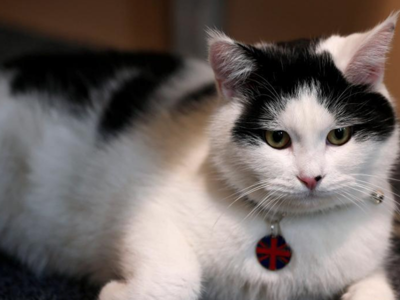 Meet, Diplocat. /BritishEmbassyAmman.