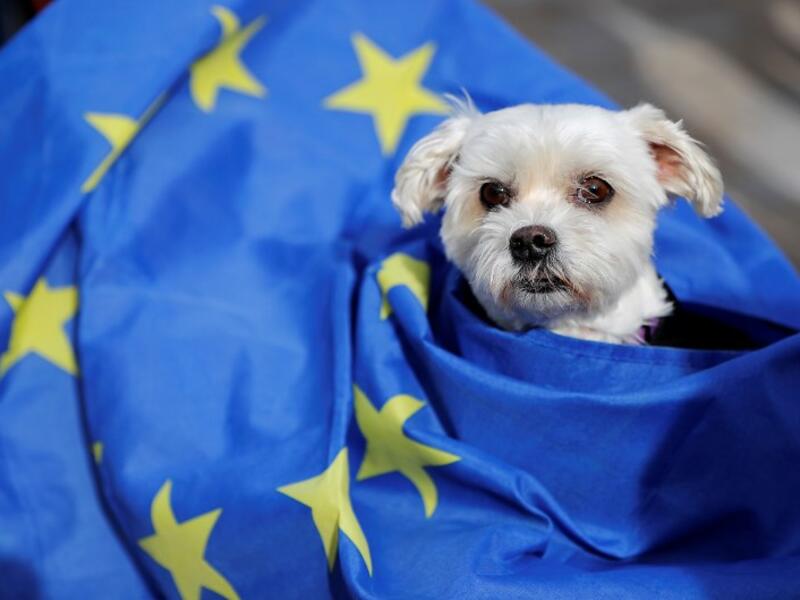 Dog owners and their pets gather before participating in a pro-EU, anti-Brexit march, calling for a "People's Vote on Brexit", in central London on October 7, 2018. (Tolga AKMEN / AFP)