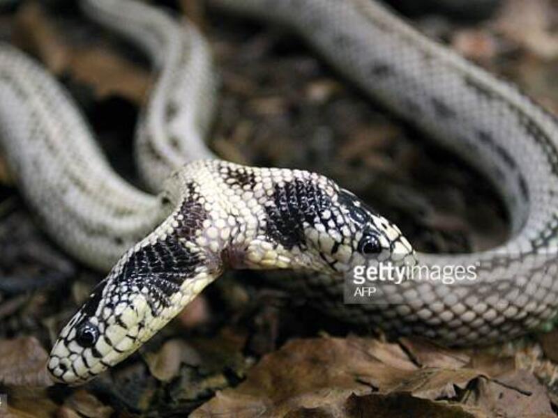 Two-headed snake on exhibit at Cameron Park Zoo. (AFP/ File Photo)