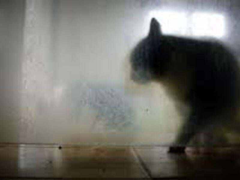 A Pennsylvania couple's pet cat has alerted its owners to a late night fire. (AFP/ File Photo)