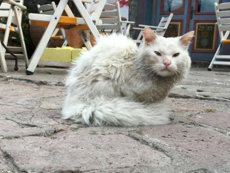 Kunkush has been reunited with her family. (Facebook/ReuniteDias)