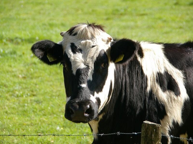 A Qatari businessman will fly 4,000 cows to the Gulf desert to fill the void left by a collapse in the supply of fresh milk amid the recent blockade. (Pixabay)