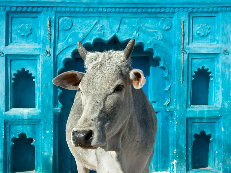 The Muslim was driving in a convoy of six cattle transport trucks when the mob intercepted his vehicle. (shutterstock)