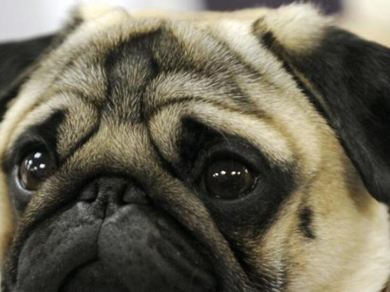 A 29-year-old scotsman was fined over $1000 for teaching dog to perform Nazi salutes. (AFP/File Photo)