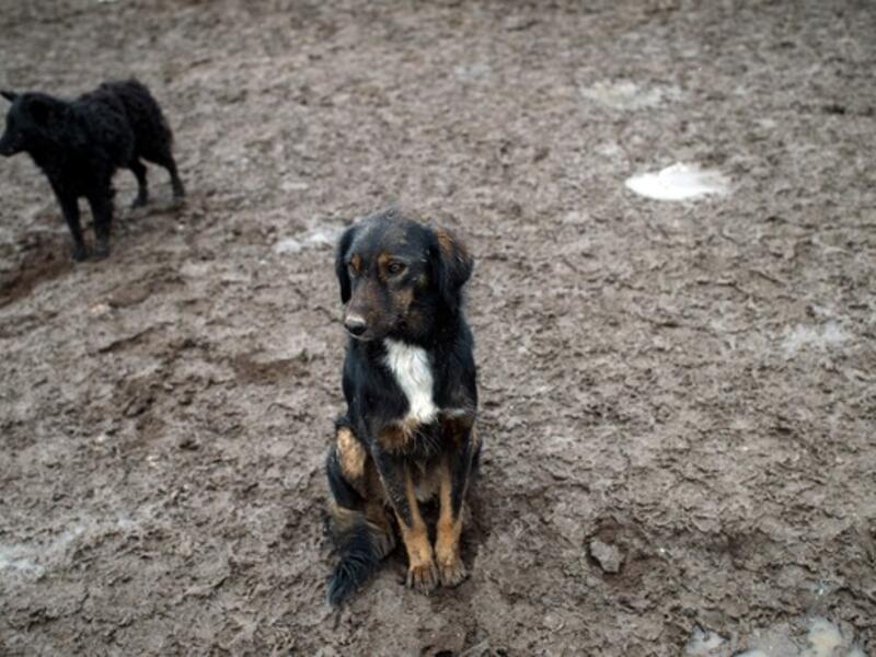 "The dogs are now entering the houses in Busaiteen, scaring the residents and attacking their pets" (AFP/File)