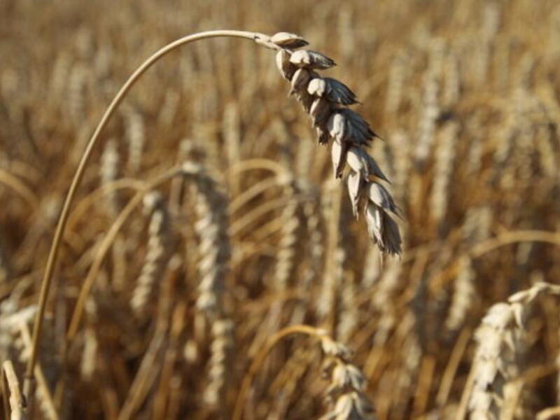 Jordan produces around 5 per cent of its needs of wheat, while the rest is imported from other countries, mainly the US