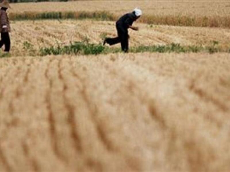 Farm owners hit out at gov’t over recruitment ban