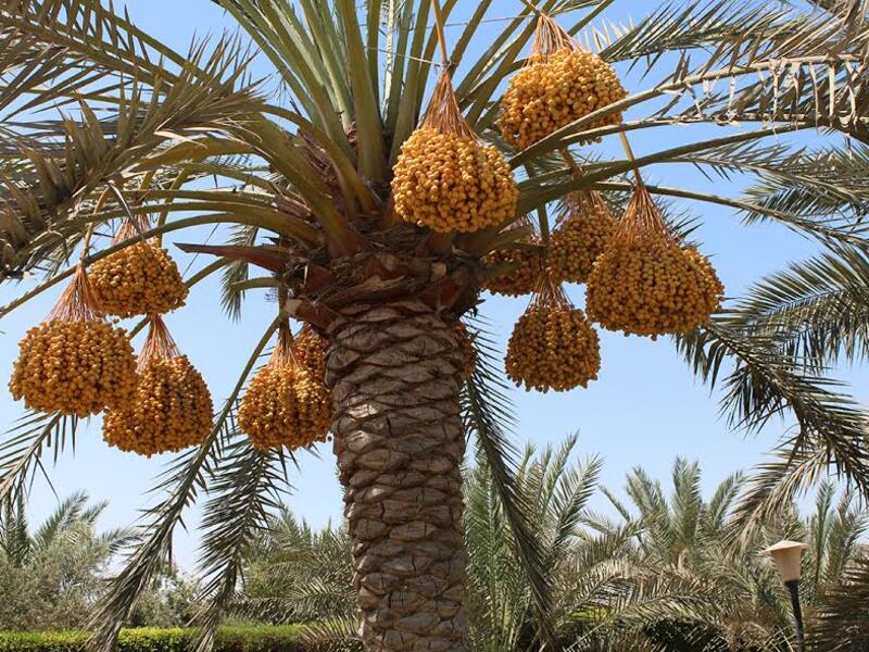 البلح: أقل سعر في السوق 20 جنيها للكيلو وأعلى سعر 100 جنيه