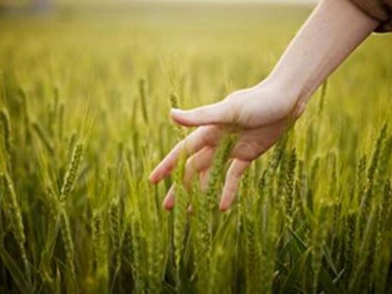 Saudi Agriculture 2013 will be held with the support of the Ministry of Agriculture and is accredited by UFI