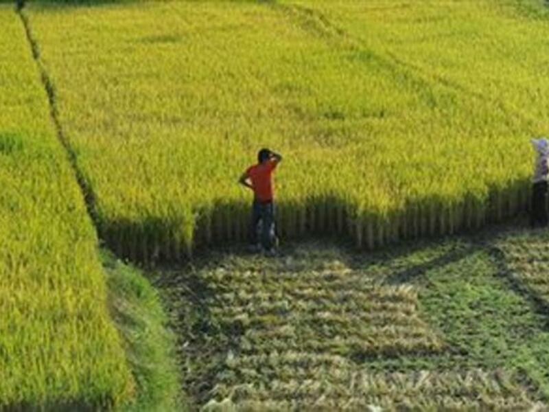 Lebanon’s agriculture sector seemed to be heading for a new phase of development after 20 years