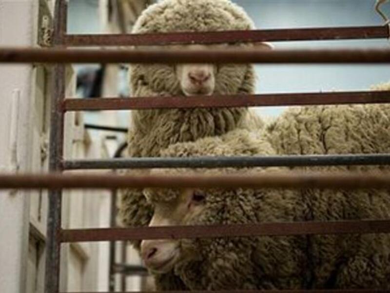 The 11,000 animals will help meet the needs of local markets in preparation for Eid Al Adha and stabilise the price of sacrificial animals during the religious holiday