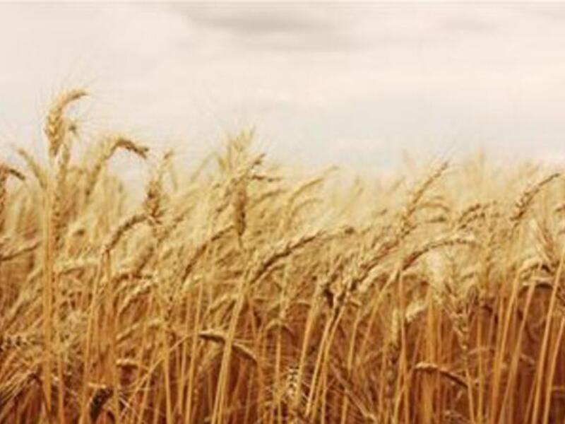 A shipment of 100,000 tonnes of Ukrainian wheat bought for around 30 million euros ($40.1 million) has already arrived this month