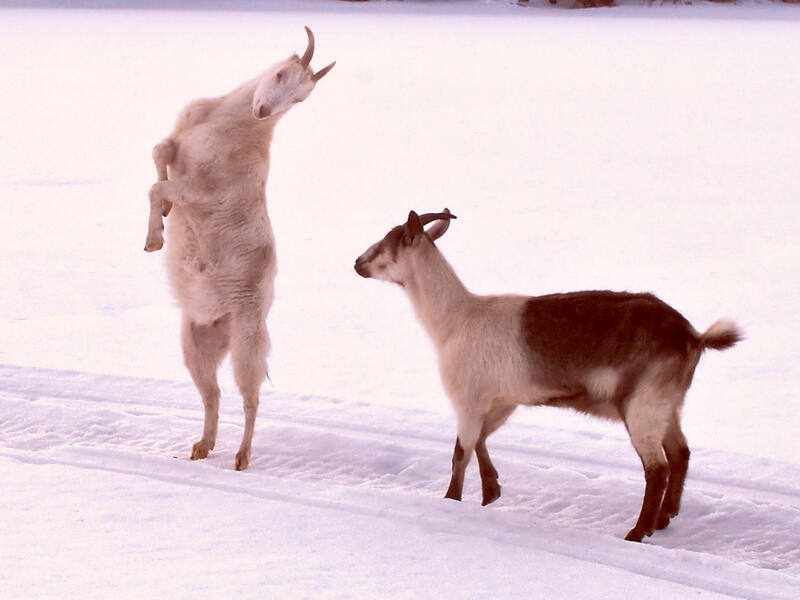 "Shu hal ta3jeh ya na3jeh?" Translation: What swagger, goat. If I'm a goat, you're a bull!