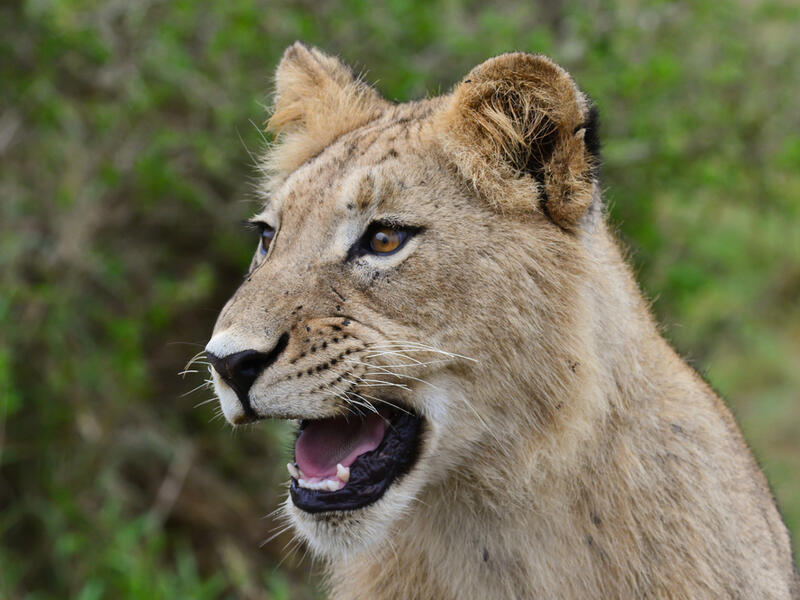 In January, three people were charged with public endangerment after a lioness escaped from their home in Dubai. (Shutterstock)