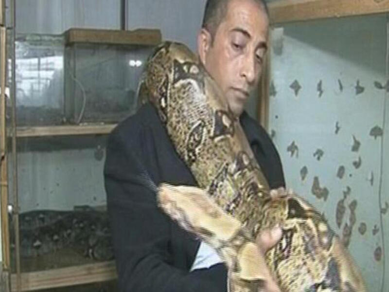 Palestinian man raises rare snakes [Al-Arabiya]