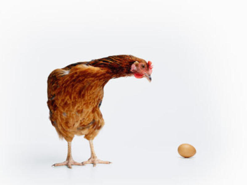 No more foul play play in Saudi as the price of chicken is set to drop